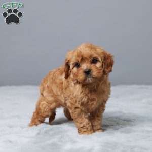 Marshall, Cavapoo Puppy